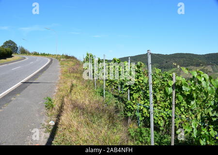 Weinberge im Moseltal in der Nähe von Zell Stockfoto