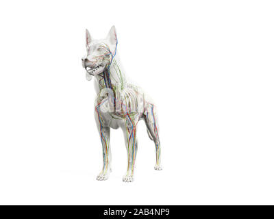 Gerenderten 3D-Anatomie Illustration der Hunde- Anatomie Stockfoto