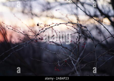 Soft Image der Berberitze Zweige mit rosa Beeren im Herbst am Abend. Sonnenuntergang dunklen Himmel. Stockfoto