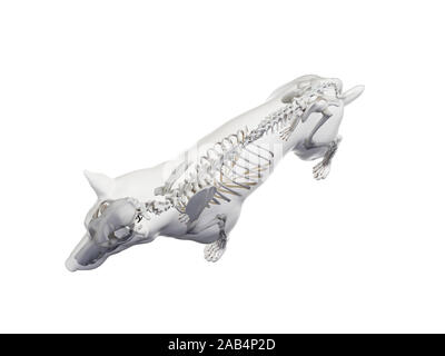 Gerenderten 3D-Anatomie Illustration der Hunde Stockfoto