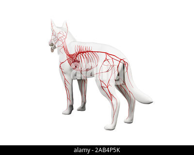 Gerenderten 3D-Anatomie Illustration der caninen Arterien Stockfoto