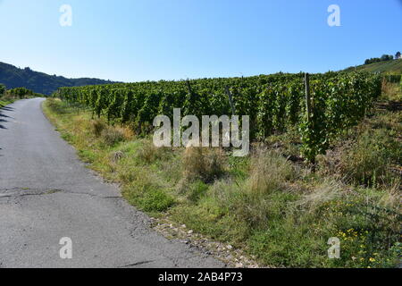 Weinberge im Moseltal in der Nähe von Zell Stockfoto