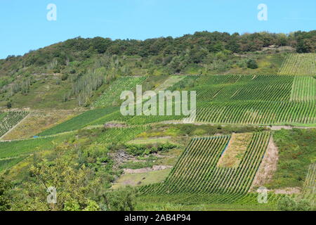 Weinberge im Moseltal in der Nähe von Zell Stockfoto