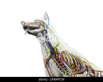 Gerenderten 3D-Anatomie Illustration der Hunde- Anatomie Stockfoto