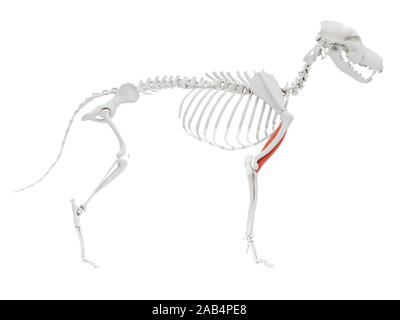Gerenderten 3D-Bild des Hundes Muskel Anatomie - bizeps Stockfoto