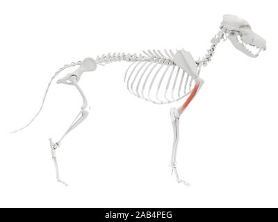 Gerenderten 3D-Bild des Hundes Muskel Anatomie - Positionen Stockfoto