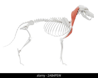 Gerenderten 3D-Bild des Hundes Muskel Anatomie - Brachiocephalicus Stockfoto