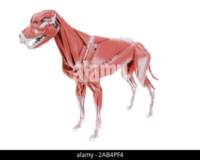 Gerenderten 3D-Bild des Hundes Muskel Anatomie Stockfoto