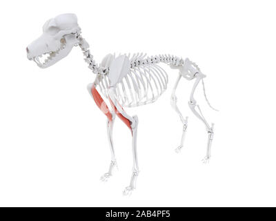 Gerenderten 3D-Bild des Hundes Muskel Anatomie - bizeps Stockfoto