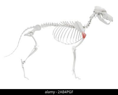 Gerenderten 3D-Bild des Hundes Muskel Anatomie - deltamuskel Stockfoto