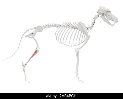 Gerenderten 3D-Bild des Hundes Muskel Anatomie - kranial Schienbeinkopf Muskel Stockfoto