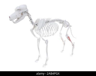 Gerenderten 3D-Bild des Hundes Muskel Anatomie - kranial Schienbeinkopf Muskel Stockfoto