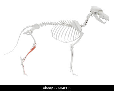 Gerenderten 3D-Bild des Hundes Muskel Anatomie - extensor digitorum Longus Stockfoto