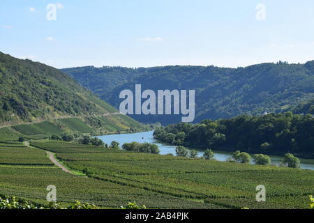 Weinberge im Moseltal in der Nähe von Zell Stockfoto