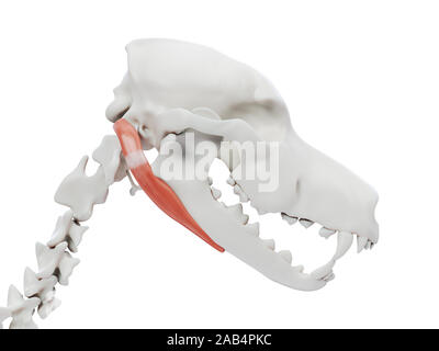 Gerenderten 3D-Bild des Hundes Muskel Anatomie - digastric Stockfoto
