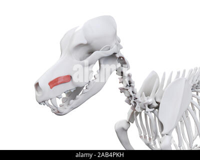 Gerenderten 3D-Bild des Hundes Muskel Anatomie - caninus Stockfoto