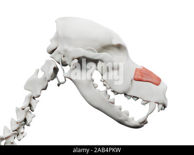 Gerenderten 3D-Bild des Hundes Muskel Anatomie - levator labii Superioris Stockfoto