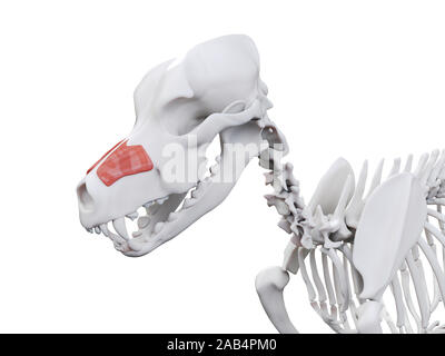 Gerenderten 3D-Bild des Hundes Muskel Anatomie - levator labii Superioris Stockfoto