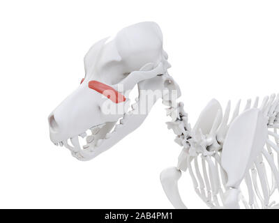 Gerenderten 3D-Bild des Hundes Muskel Anatomie - malaris Stockfoto
