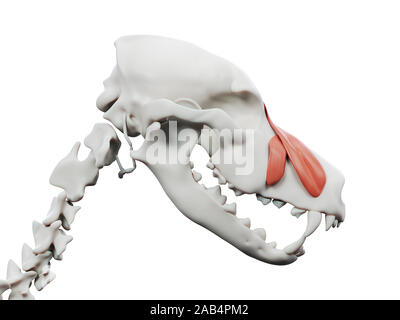 Gerenderten 3D-Bild des Hundes Muskel Anatomie - levator nasolabialis Stockfoto