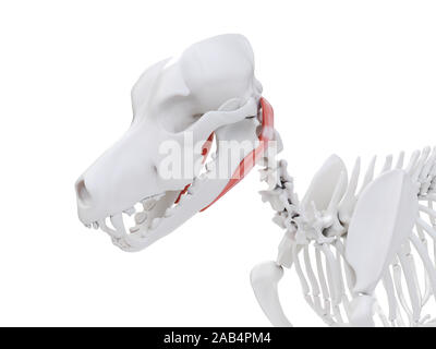 Gerenderten 3D-Bild des Hundes Muskel Anatomie - digastric Stockfoto