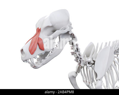 Gerenderten 3D-Bild des Hundes Muskel Anatomie - levator nasolabialis Stockfoto