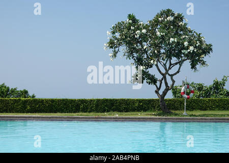 Schwimmbad mit lifering, Frangipani Plumeria obtusa tree Evergreen und blauer Himmel in tropischen Landschaft schöne Aussicht mit Kopie Raum in Pattaya. Stockfoto