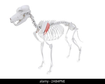 Gerenderten 3D-Bild des Hundes Muskel Anatomie - untergrätenmuskel Stockfoto