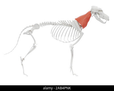 Gerenderten 3D-Bild des Hundes Muskel Anatomie - omotransversarius Stockfoto