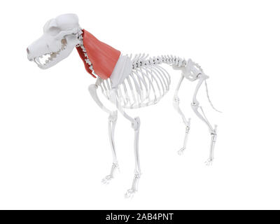 Gerenderten 3D-Bild des Hundes Muskel Anatomie - omotransversarius Stockfoto