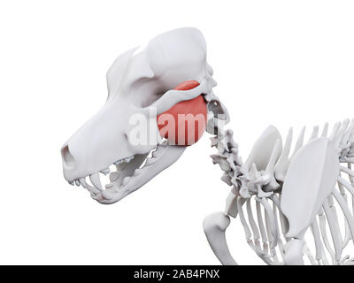 Gerenderten 3D-Bild des Hundes Muskel Anatomie - masseter Stockfoto