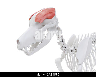 Gerenderten 3D-Bild des Hundes Muskel Anatomie - M. temporalis Stockfoto