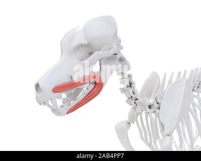 Gerenderten 3D-Bild des Hundes Muskel Anatomie - orbicularis Oris Stockfoto