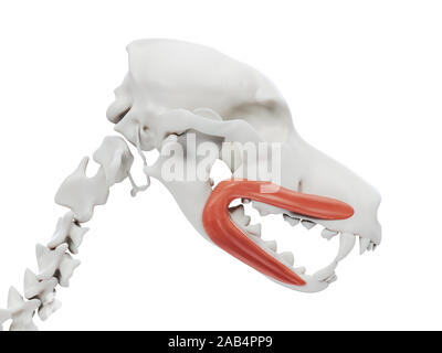 Gerenderten 3D-Bild des Hundes Muskel Anatomie - orbicularis Oris Stockfoto