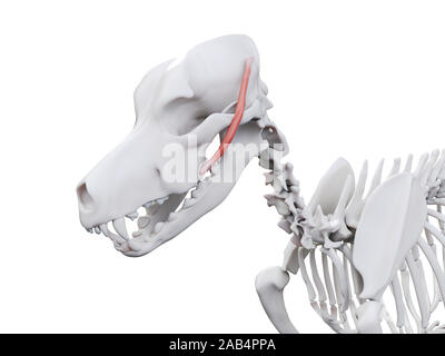 Gerenderten 3D-Bild des Hundes Muskel Anatomie - zygomaticus Stockfoto