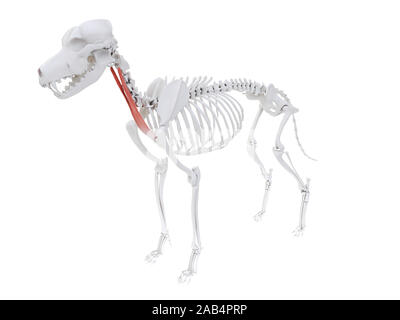 Gerenderten 3D-Bild des Hundes Muskel Anatomie - sternothyroideus Stockfoto