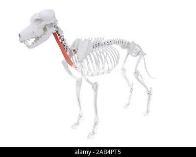 Gerenderten 3D-Bild des Hundes Muskel Anatomie - sternohyoideus Stockfoto