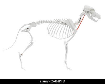 Gerenderten 3D-Bild des Hundes Muskel Anatomie - sternohyoideus Stockfoto
