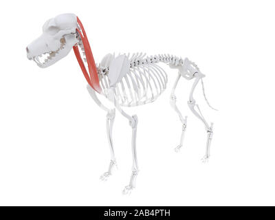 Gerenderten 3D-Bild des Hundes Muskel Anatomie - sternocephalicus Stockfoto