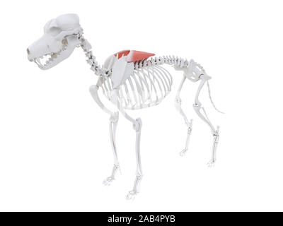 Gerenderten 3D-Bild des Hundes Muskel Anatomie - bizeps Brust- Teil Stockfoto