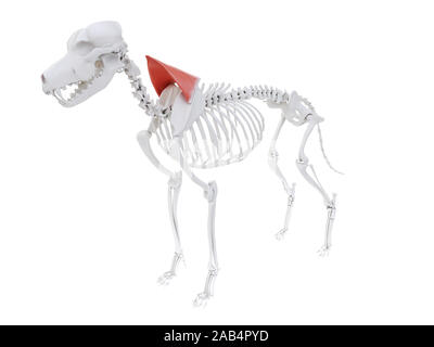 Gerenderten 3D-Bild des Hundes Muskel Anatomie - trapezius zervikalen Teil Stockfoto