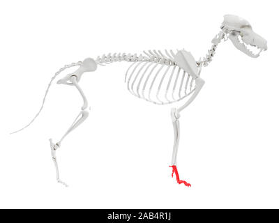 Gerenderten 3D-Anatomie Illustration des Hundes Skelett Anatomie - Vorfuß. Stockfoto