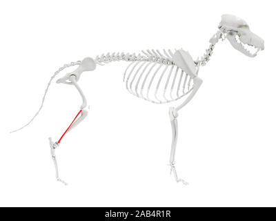 Gerenderten 3D-Anatomie Illustration des Hundes Skelett Anatomie - Fibel Stockfoto