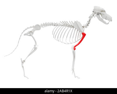 Gerenderten 3D-Anatomie Illustration des Hundes Skelett Anatomie - humerus Stockfoto