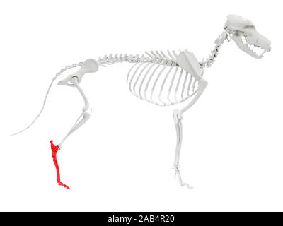 Gerenderten 3D-Anatomie Illustration des Hundes Skelett Anatomie - rückfußes Stockfoto