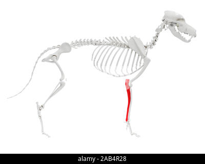 Gerenderten 3D-Anatomie Illustration des Hundes Skelett Anatomie - ulna Stockfoto