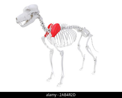 Gerenderten 3D-Anatomie Illustration des Hundes Skelett Anatomie - schulterblatt Stockfoto
