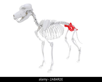 Gerenderten 3D-Anatomie Illustration des Hundes Skelett Anatomie - hip Stockfoto