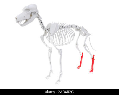 Gerenderten 3D-Anatomie Illustration des Hundes Skelett Anatomie - rückfußes Stockfoto