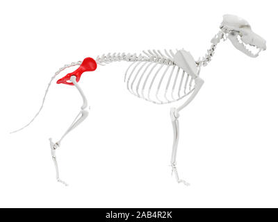 Gerenderten 3D-Anatomie Illustration des Hundes Skelett Anatomie - hip Stockfoto